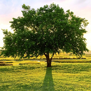 Gedenkbaum von Dirk Langeneckhardt für Lord Nigel Ira Hooper 
