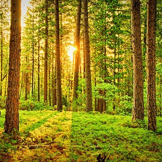 Gedenkwald von Marta,Agnes,Anette,Matthias & Ernst für Stefanie Palme-Becker 